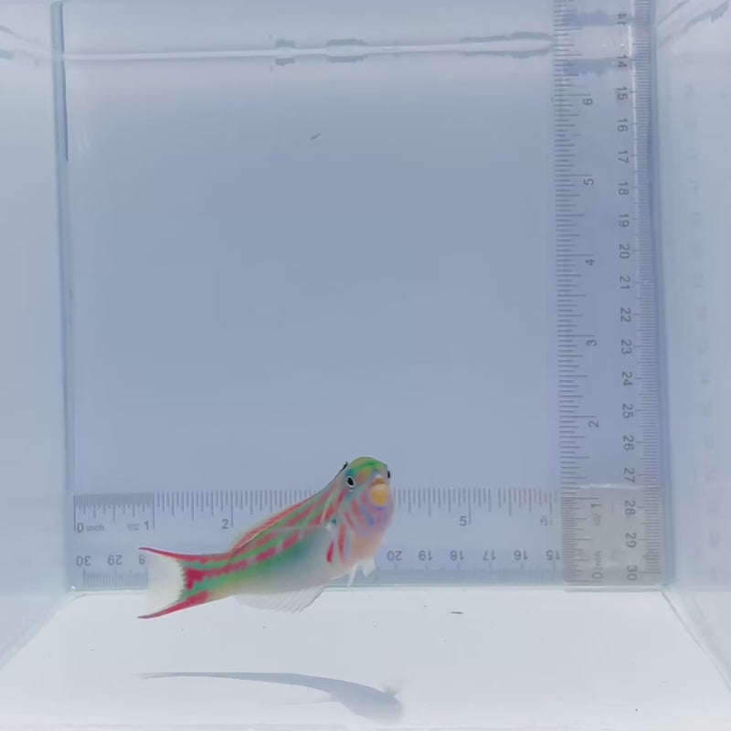 Pinkface Wrasse Fish