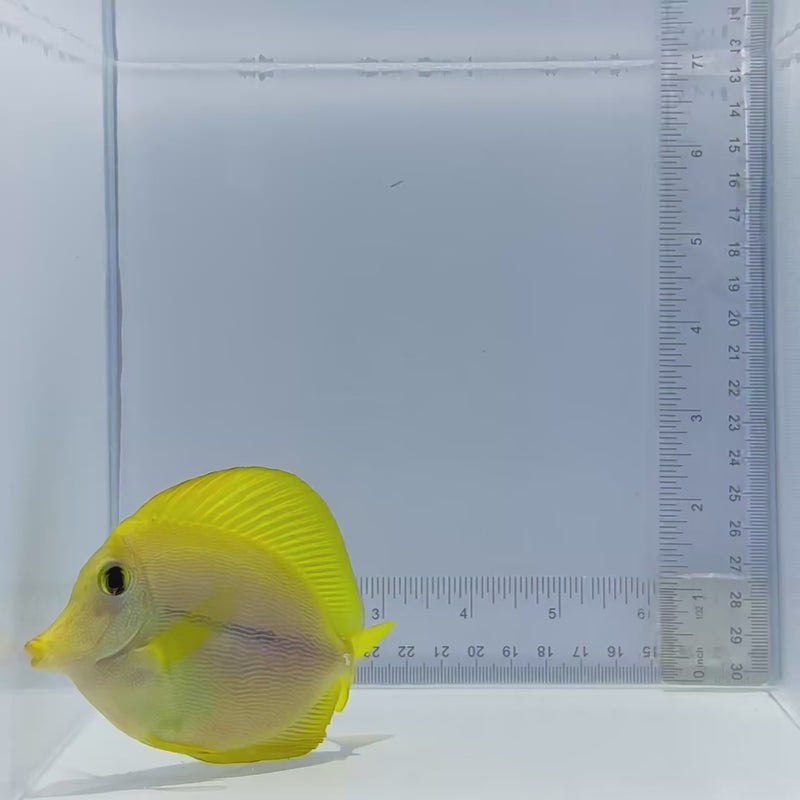 Yurple Tang Fish