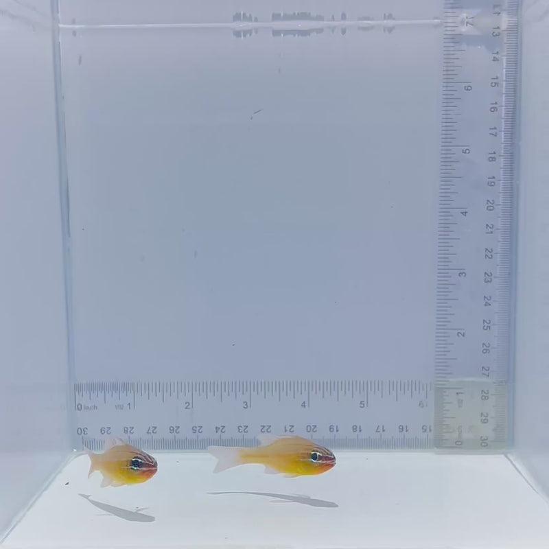 Picket Fence Pair Cardinalfish (Apogon oxina)