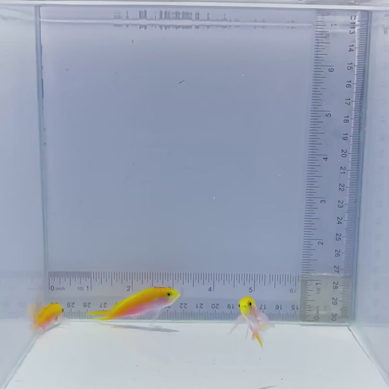 Trio Bartlett Anthias Fish