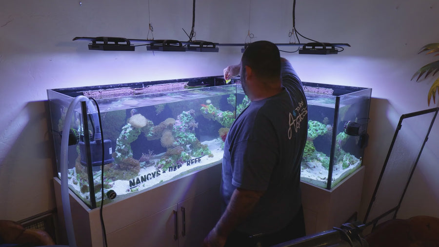 Top Shelf Aquatics technician servicing a home reef aquarium