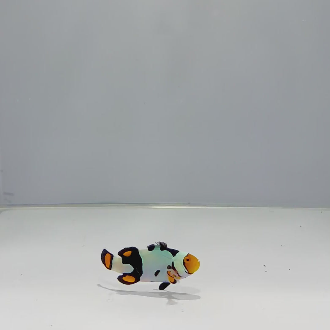 Nebula Picasso Clownfish