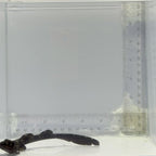 Marbled Bamboo Cat Shark