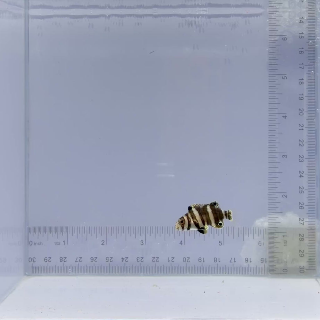 Captive-Bred Harlequin Tusk