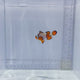 Snowflake Clown Fish
