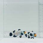 Jumbo Frostbite Clownfish Pair
