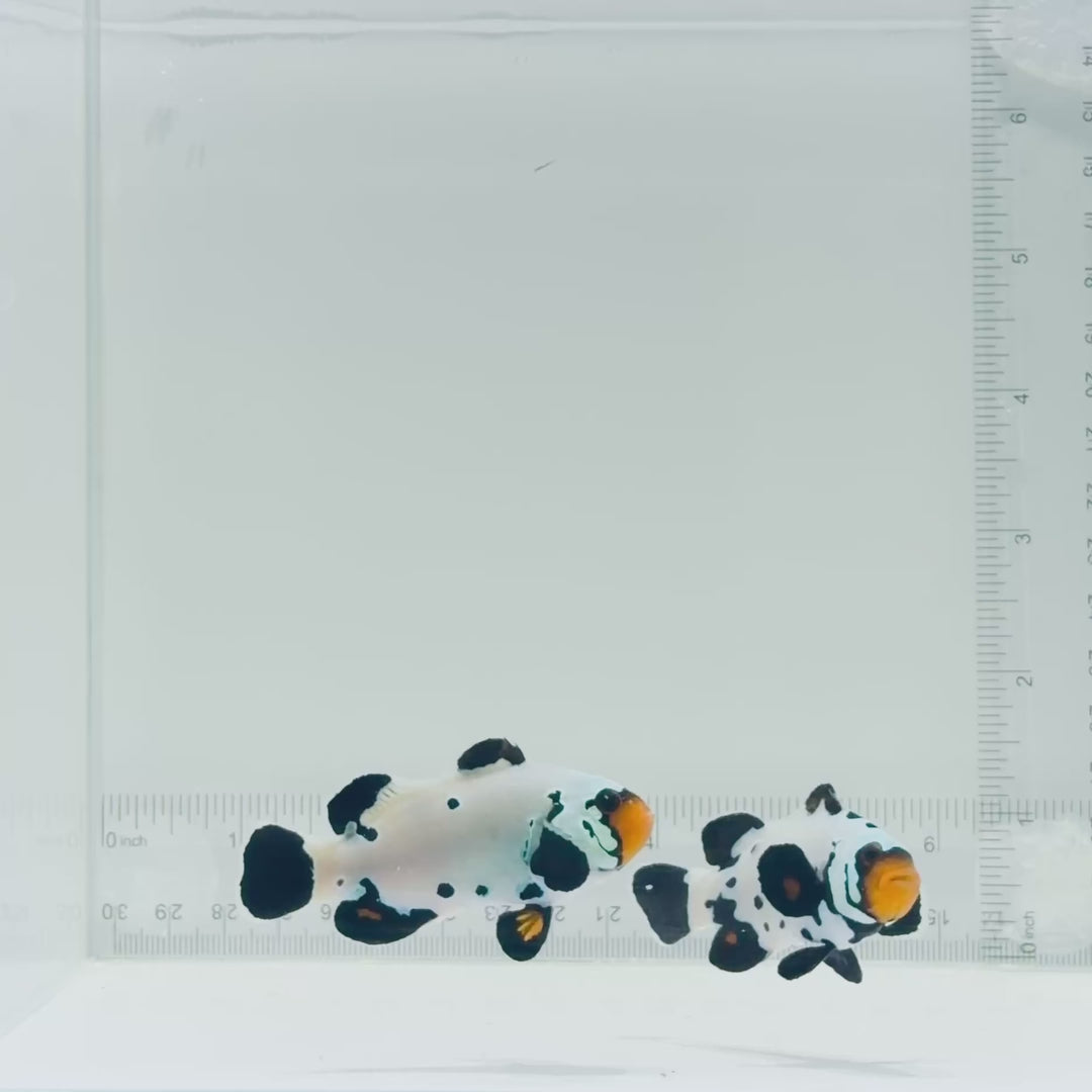 Jumbo Frostbite Clownfish Pair