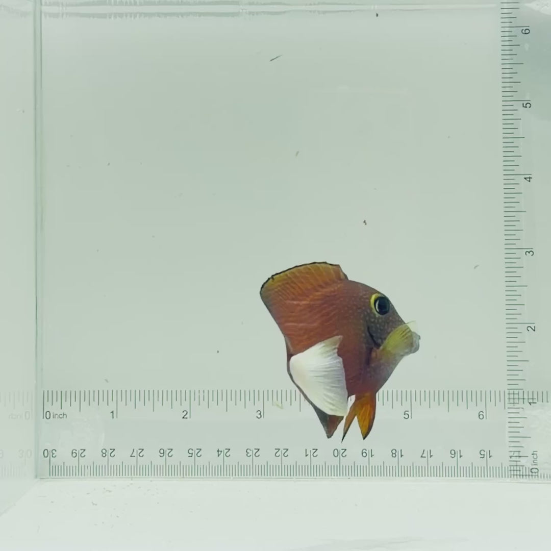 White Tail Bristletooth Tang