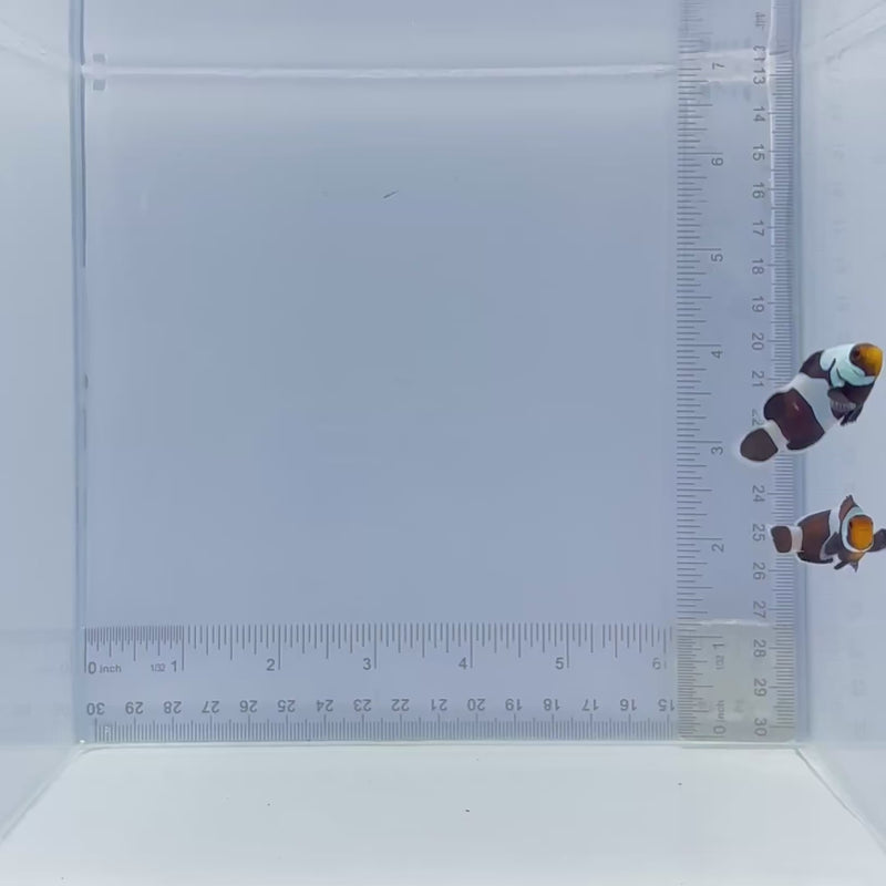 Mocha Gladiator Pair Clownfish