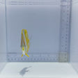 Marginalis Butterfly Fish