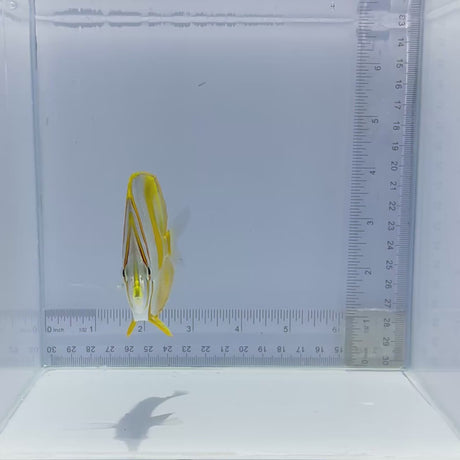Marginalis Butterfly Fish