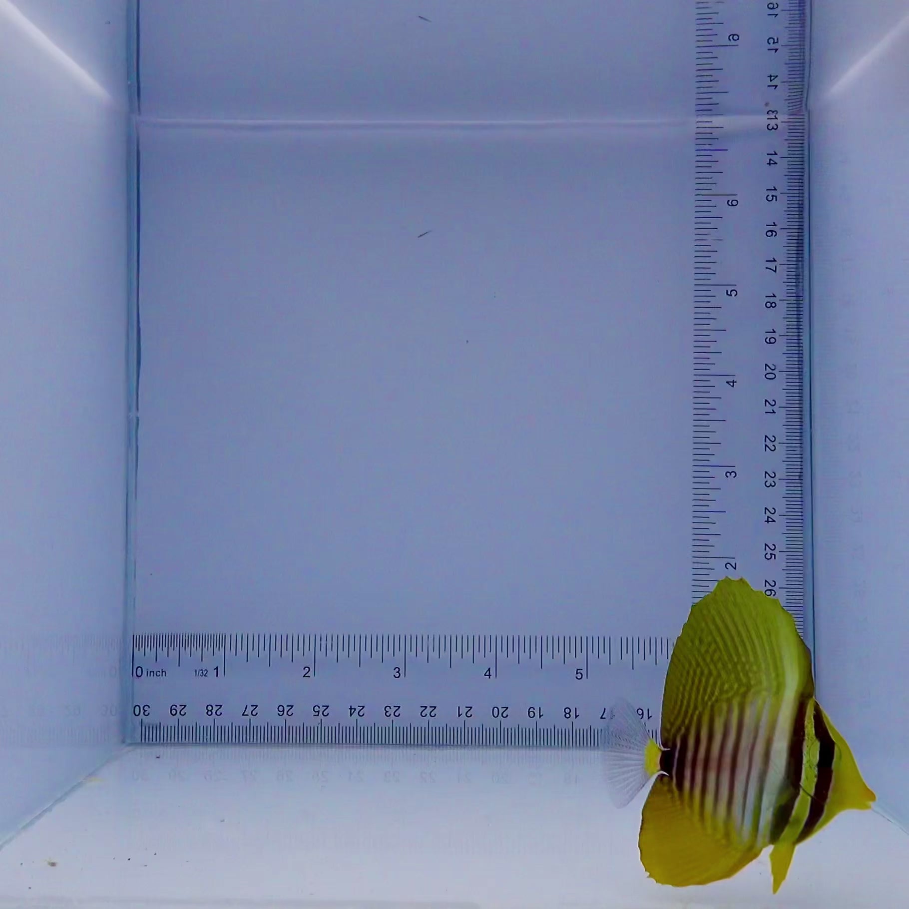 Desjardini Sailfin Tang - Zebrasoma desjardini