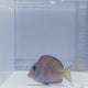 Atlantic Blue Tang Fish