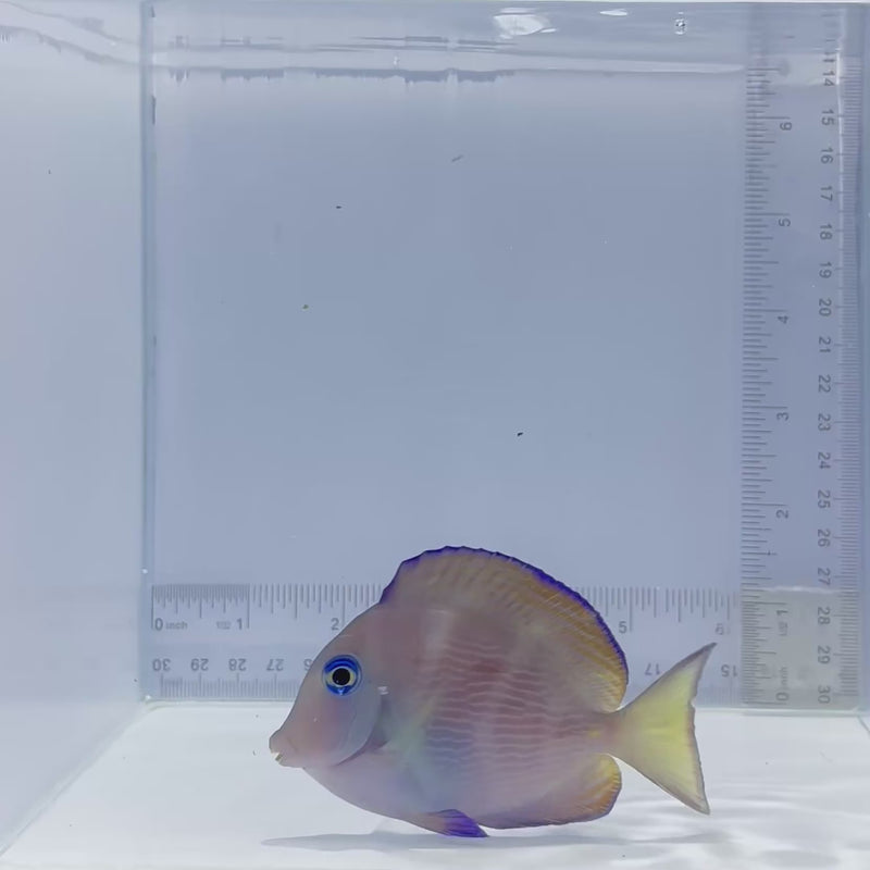 Atlantic Blue Tang Fish