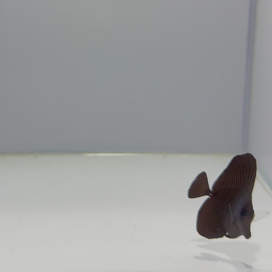 Longnose Black Tang