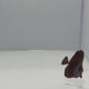 Longnose Black Tang