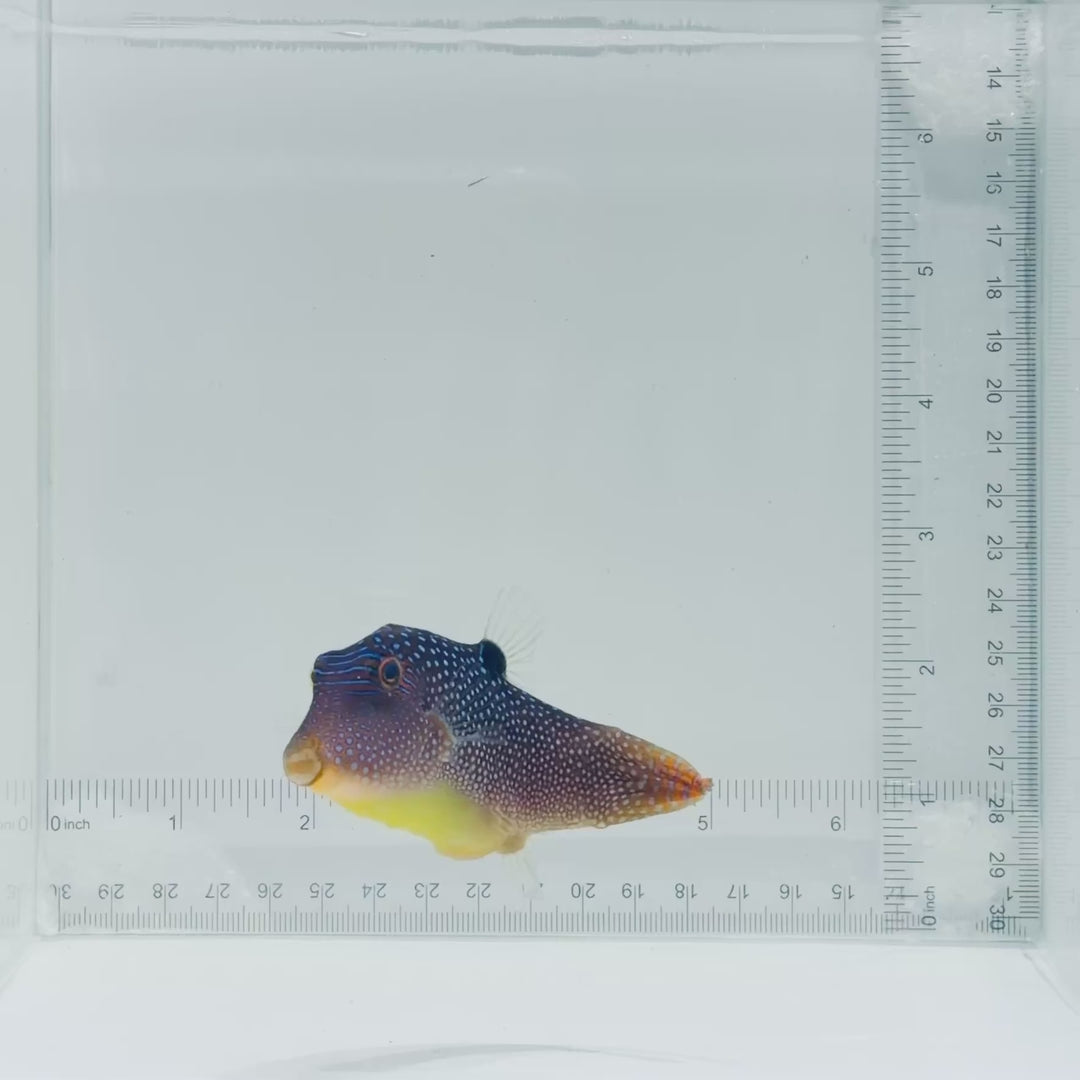 Fiji Blue Spot Pufferfish