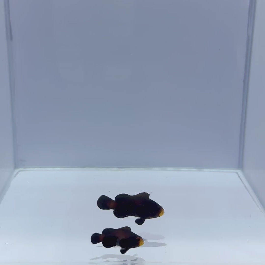 Midnight Clownfish Pair