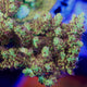 TSA Harvey Wallbanger Acropora Coral