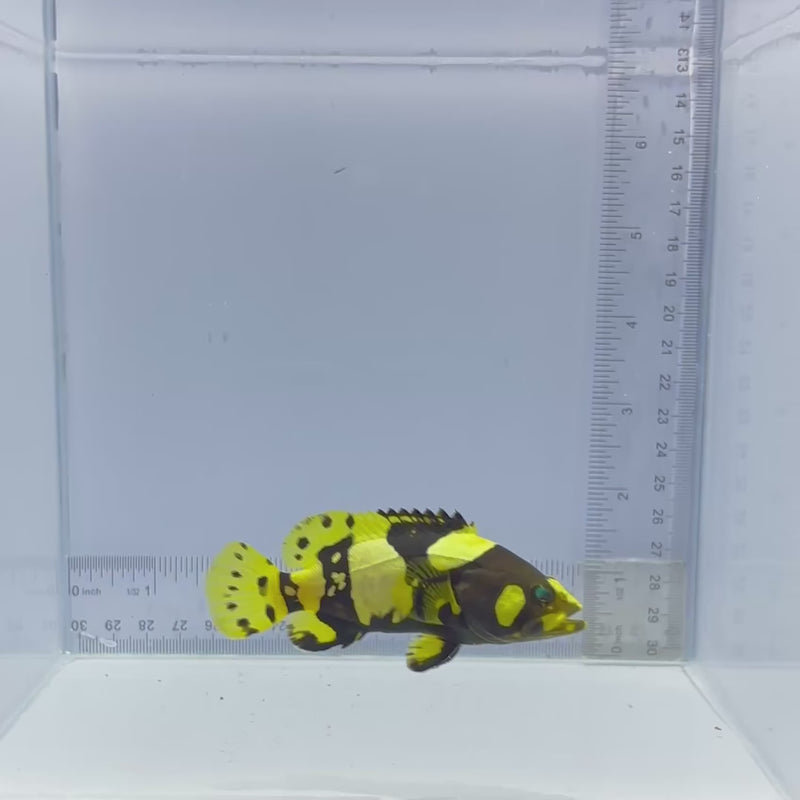 Bumblebee Grouper Fish