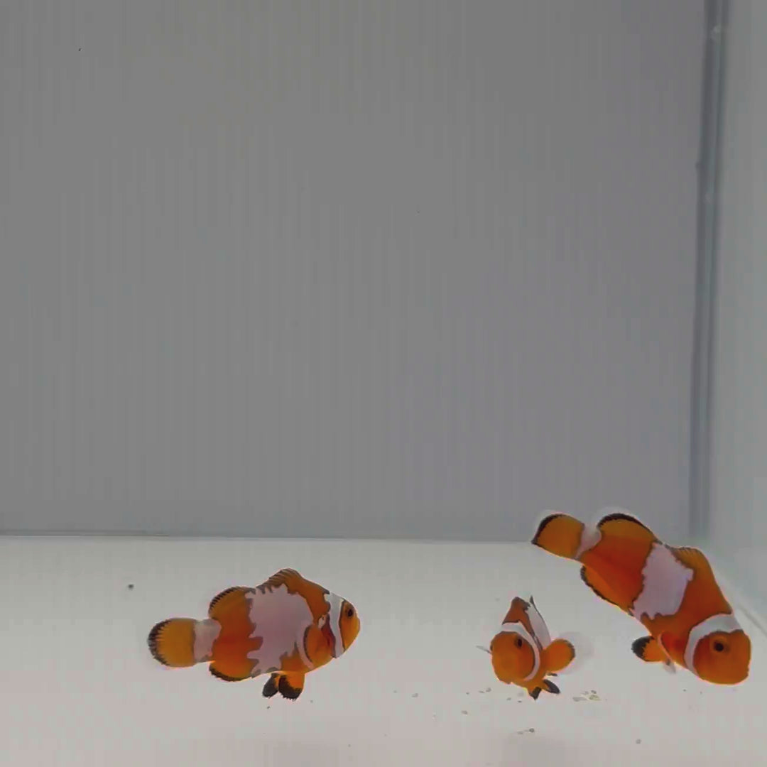 Snowflake Clownfish - Amphiprion ocellaris