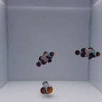 Premium Black Snowflake Clownfish - Amphiprion ocellaris