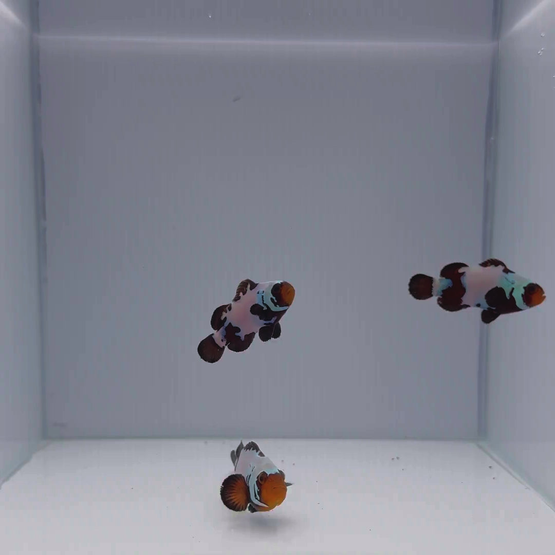 Premium Black Snowflake Clownfish - Amphiprion ocellaris