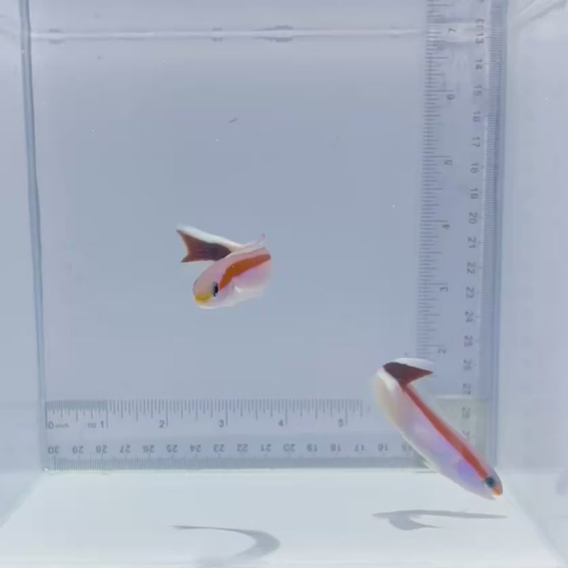 Skunk Tile Fish (Hoplolatilus marcosi)