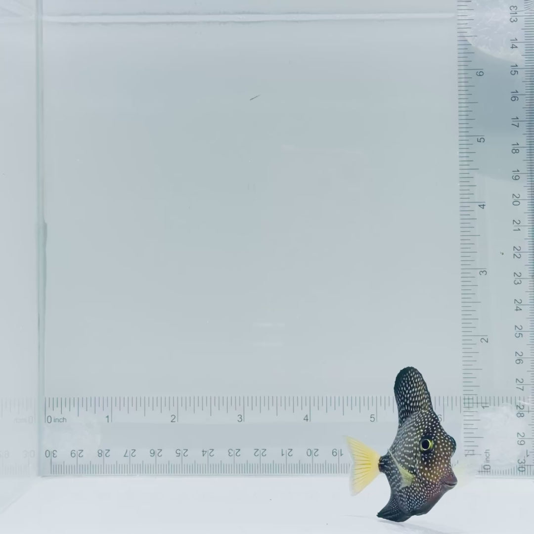 Gem Tang