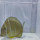 Mustard Tang Fish