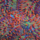 TSA Rainbow Blanka Aquacultured Plate Coral