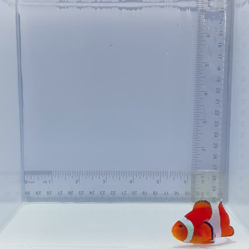 XL Orange Ocellaris Clownfish