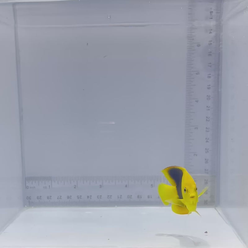 Rock Beauty Dwarf Angelfish (Holacanthus tricolor)