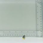 Captive-Bred Multibar Angelfish