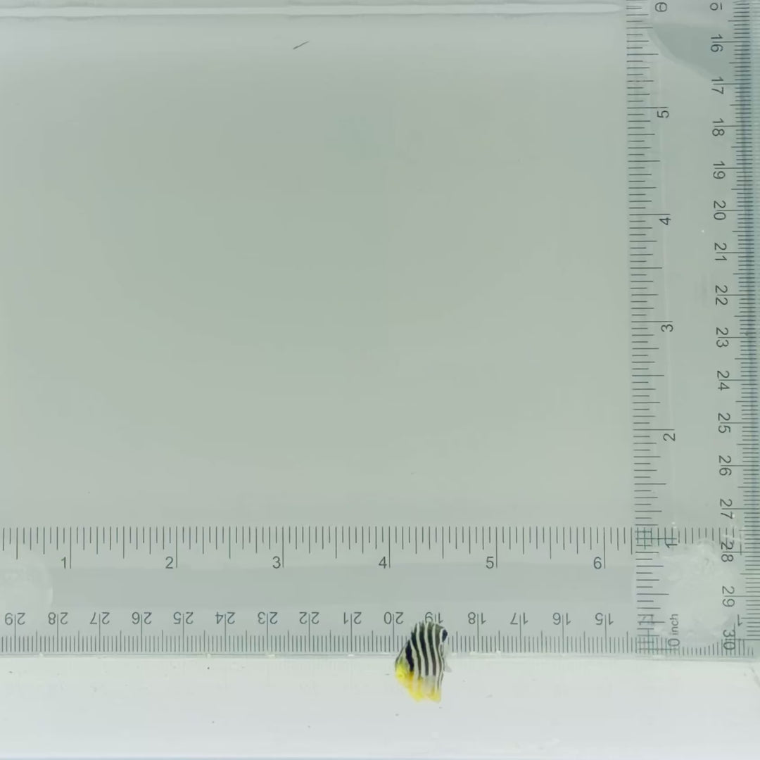 Captive-Bred Multibar Angelfish