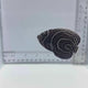 Juv. Emperor Angel Fish