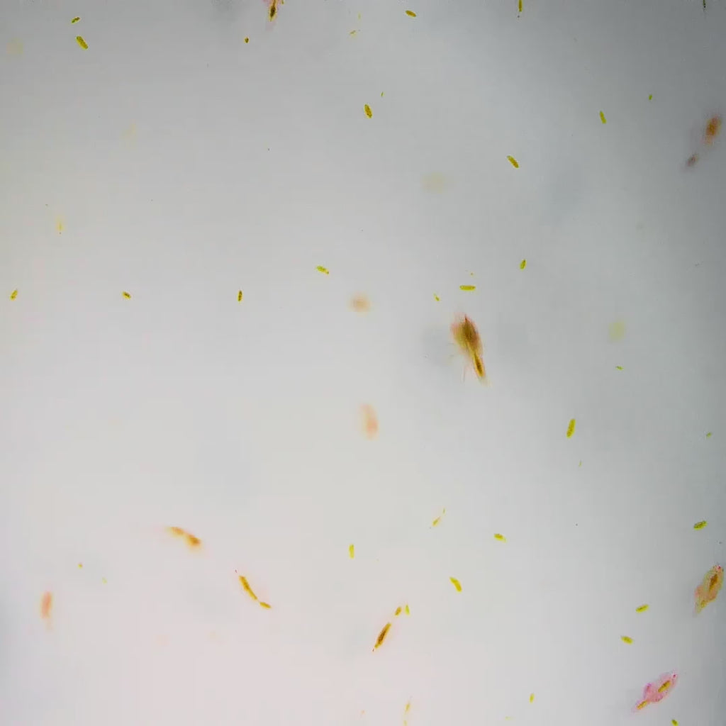 Live Mixed Copepods - Reef Genetics