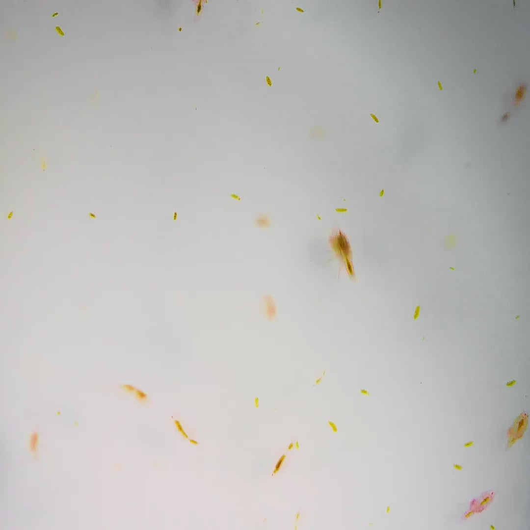 Live Mixed Copepods - Reef Genetics