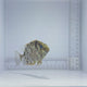 Orange Spot Rabbitfish