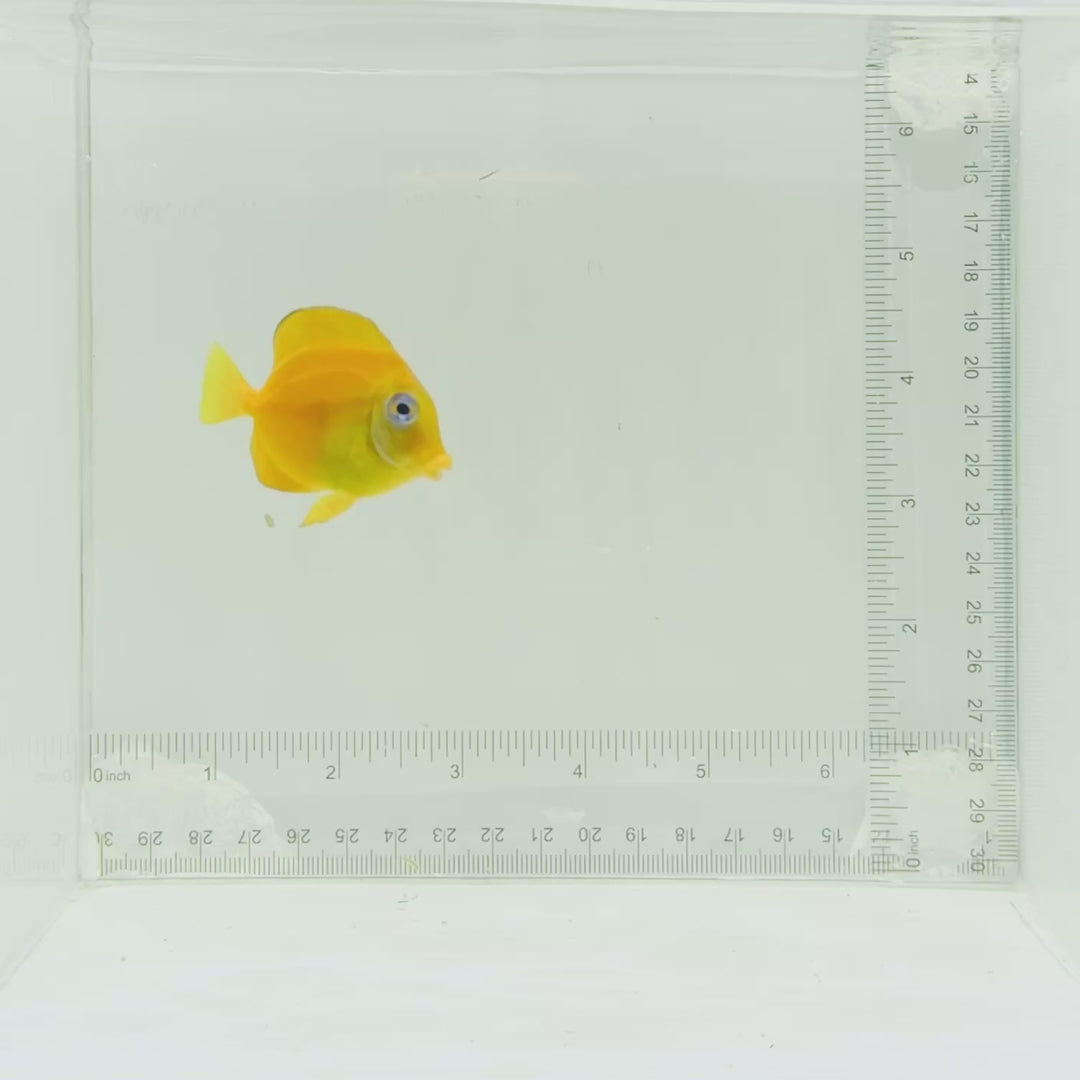 Atlantic Blue Tang