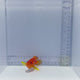 Miniatus Grouper