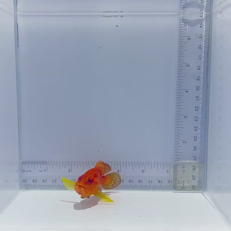 Miniatus Grouper