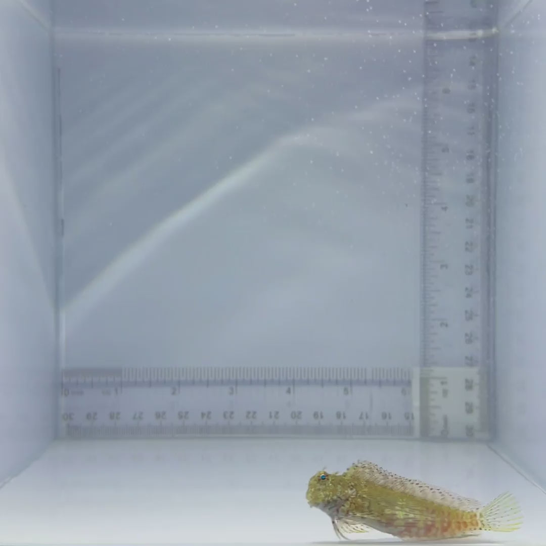 Algae Lawnmower Blenny - Salarias fasciatus