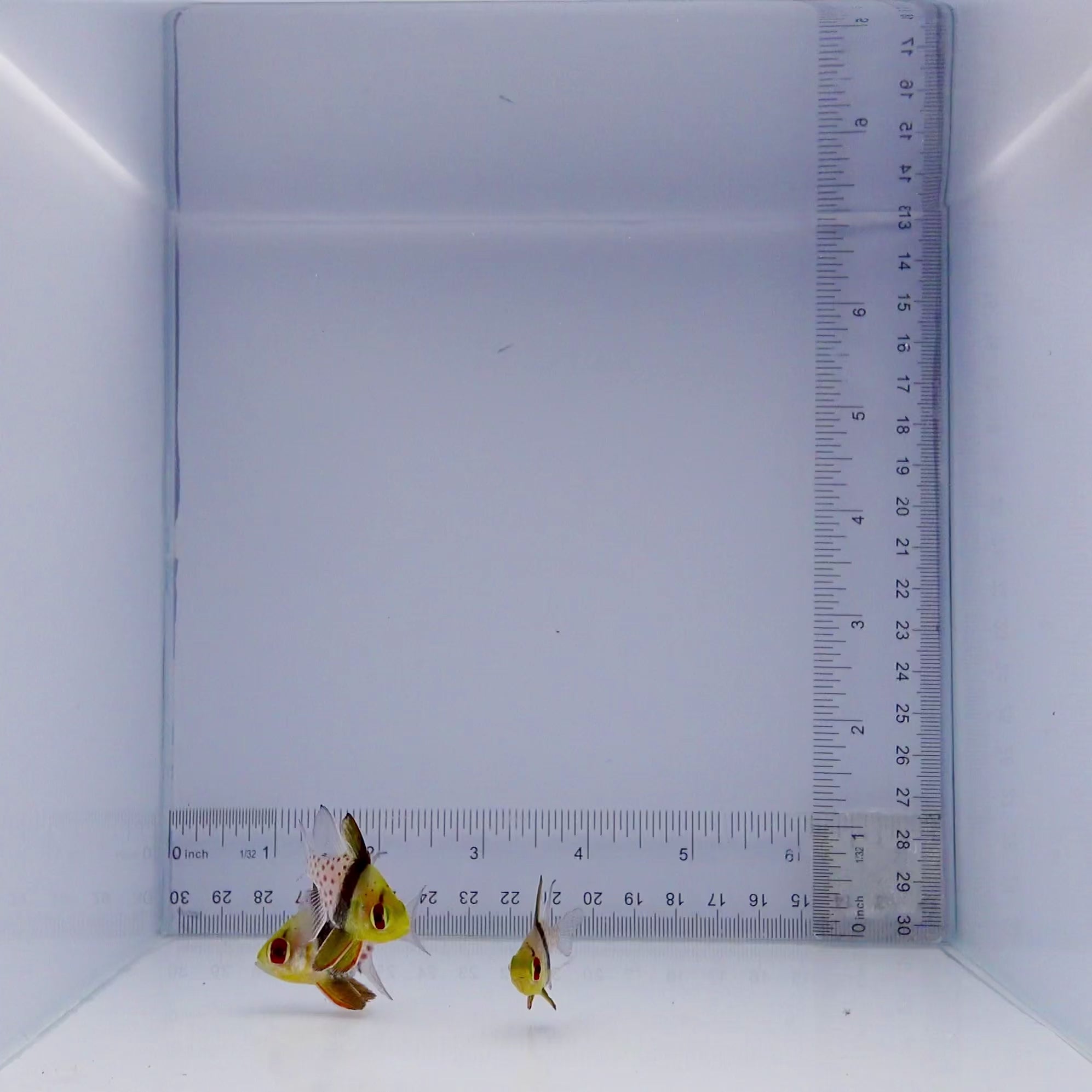 Pajama Cardinal - Sphaeramia nematoptera