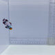 Premium Black Snowflake Clown Fish