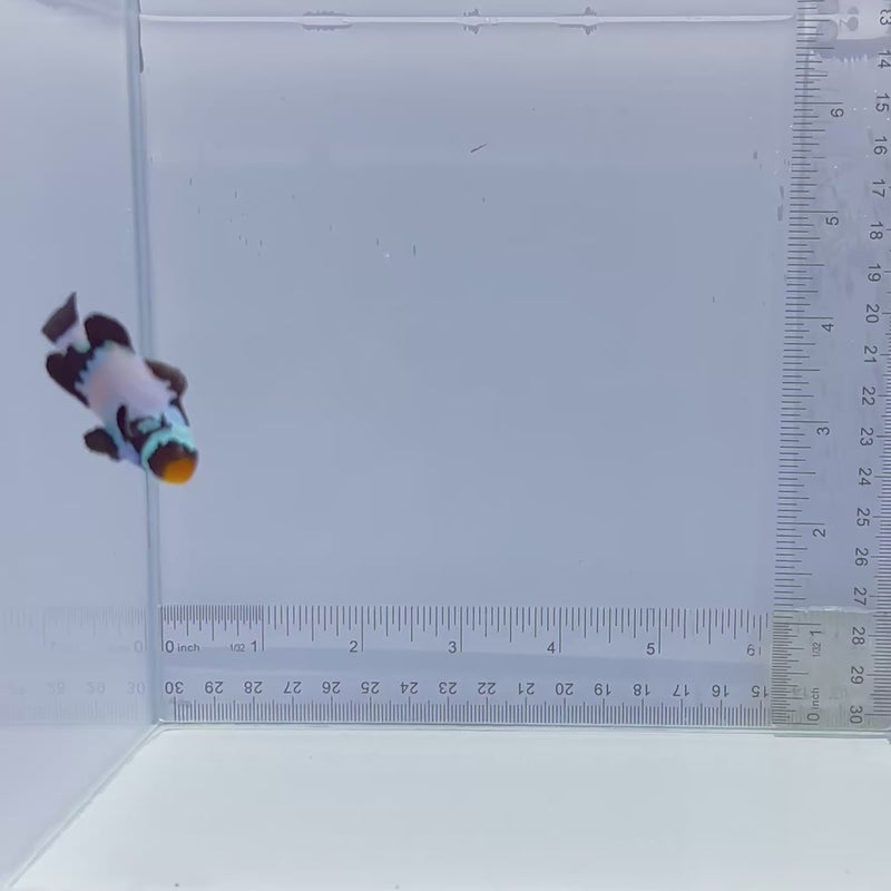 Premium Black Snowflake Clown Fish