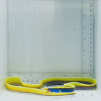 Blue Ribbon Eel