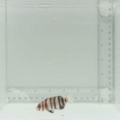 Captive-Bred Harlequin Tusk