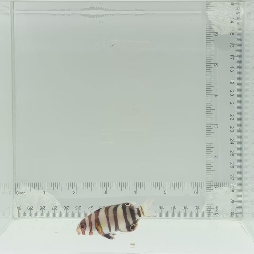 Captive-Bred Harlequin Tusk