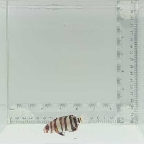 Captive-Bred Harlequin Tusk